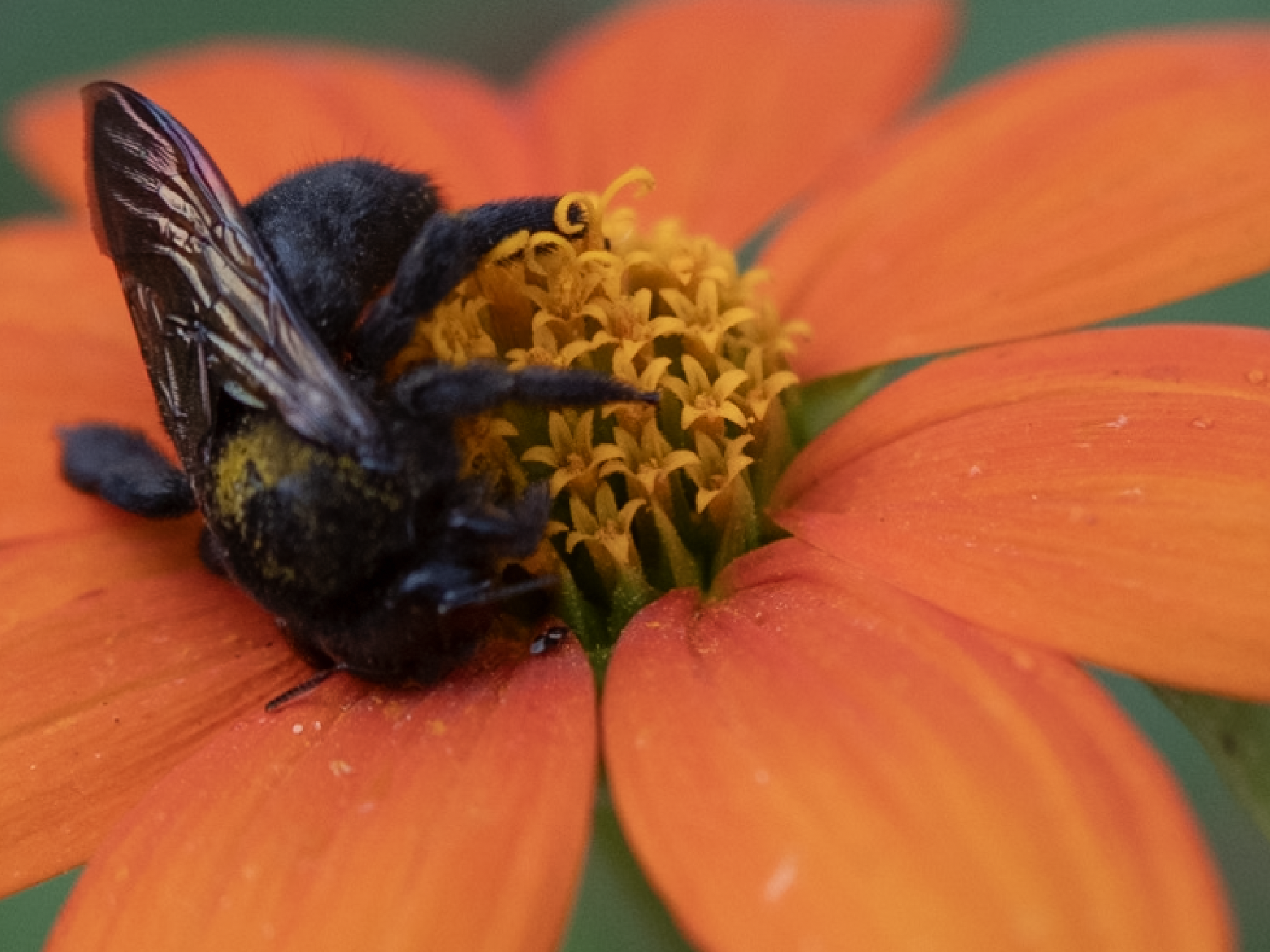 The Beauty of Symbiosis: Insects & Flowers in Harmony